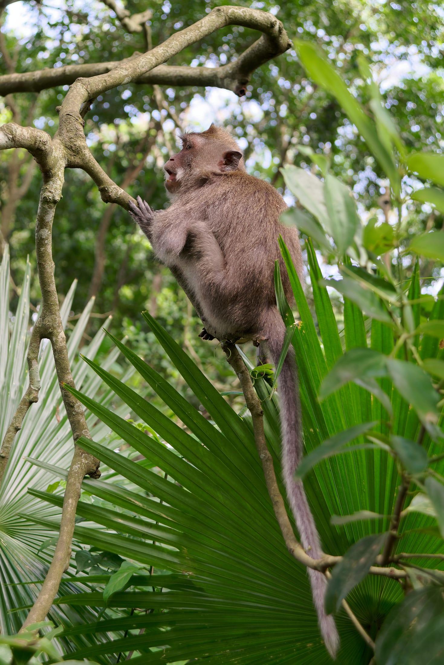 Sacred Monkey Forest Sanctuary, Ubud