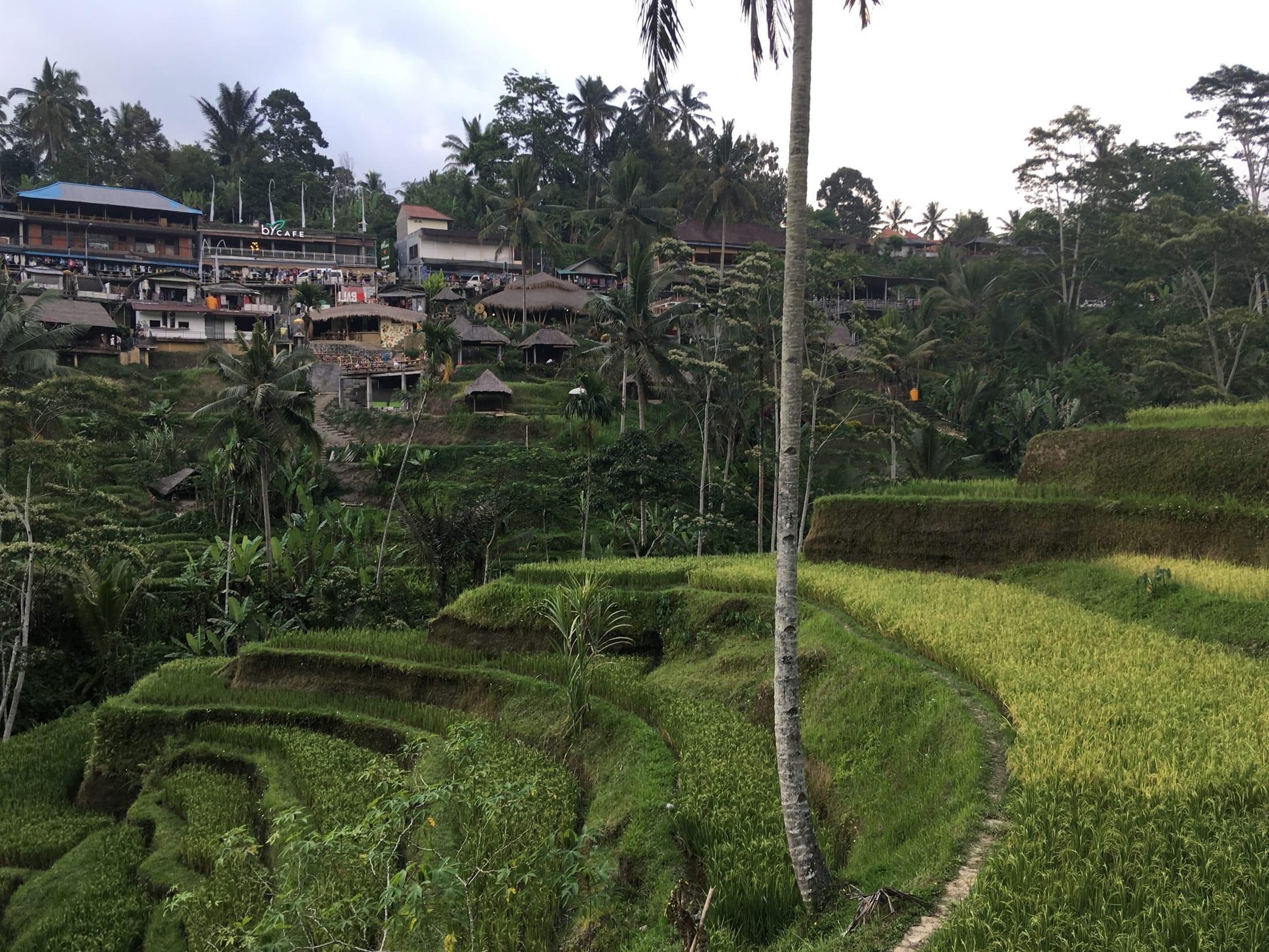 Tegallalang Rice Terraces, Bali